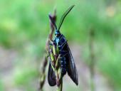 Ampfer-Grünwidderchen m. (Adscita statices)-L. Klasing