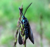 Ampfer-Grünwidderchen m. (Adscita statices)-L. Klasing