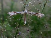 Federgeistchen (Platyptilia pallidactyla)-L. Klasing