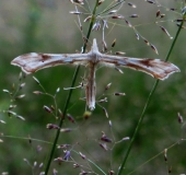 Federgeistchen (Platyptilia pallidactyla)-L. Klasing