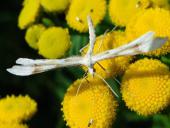 Federgeistchen (Platyptilia tetradactyla)-L. Klasing