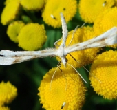 Federgeistchen (Platyptilia tetradactyla)-L. Klasing