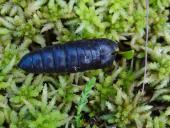 Puppe: Mondvogel-Zahnspinner (Phalera bucephalal)-L. Klasing