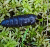 Puppe: Mondvogel-Zahnspinner (Phalera bucephalal)-L. Klasing