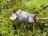 Puppe: Mondvogel-Zahnspinner (Phalera bucephalal)-L. Klasing