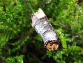 Puppe: Mondvogel-Zahnspinner (Phalera bucephalal)-L. Klasing