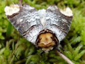 Puppe: Mondvogel-Zahnspinner (Phalera bucephalal)-L. Klasing