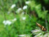 Degeers Langfühler M. (Nemophora degeerella)-L. Klasing