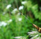 Degeers Langfühler M. (Nemophora degeerella)-L. Klasing