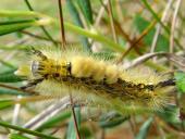 Raupe: Heide-Bürstenspinner (Orgyia antiquoides)-L. Klasing