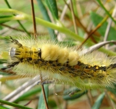 Raupe: Heide-Bürstenspinner (Orgyia antiquoides)-L. Klasing