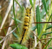 Raupe: Heide-Bürstenspinner (Orgyia antiquoides)-L. Klasing