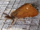 Heide-Bürstenspinner M. (Orgyia antiquoides)-L. Klasing