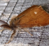 Heide-Bürstenspinner M. (Orgyia antiquoides)-L. Klasing