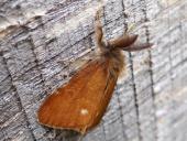 Heide-Bürstenspinner M. (Orgyia antiquoides)-L. Klasing