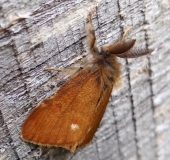 Heide-Bürstenspinner M. (Orgyia antiquoides)-L. Klasing