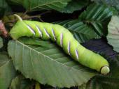 Raupe Ligusterschwärmer (Sphinx ligustri)-L. Klasing