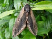 Ligusterschwärmer (Sphinx ligustri)-L. Klasing