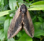 Ligusterschwärmer (Sphinx ligustri)-L. Klasing