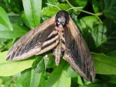 Ligusterschwärmer (Sphinx ligustri)-L. Klasing