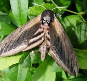 Ligusterschwärmer (Sphinx ligustri)-L. Klasing