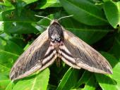 Ligusterschwärmer (Sphinx ligustri)-L. Klasing
