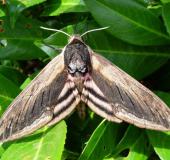 Ligusterschwärmer (Sphinx ligustri)-L. Klasing