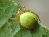 Kürbisspinne (Araniella cucurbitina)-L. Klasing