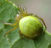 Kürbisspinne (Araniella cucurbitina)-L. Klasing