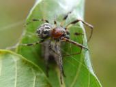 Schilfradspinne m. (Larinioides cornutus)-L. Klasing