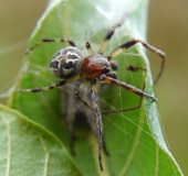 Schilfradspinne m. (Larinioides cornutus)-L. Klasing