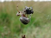 Schilfradspinne w. (Larinioides cornutus)-L. Klasing