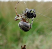 Schilfradspinne w. (Larinioides cornutus)-L. Klasing