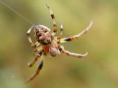 Gerandete Schilfradspinne (Larinioides patagiatus)-L. Klasing