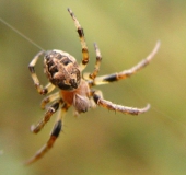 Gerandete Schilfradspinne (Larinioides patagiatus)-L. Klasing