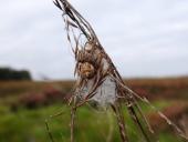Schilfradspinne w. (Larinioides cornutus)-L. Klasing