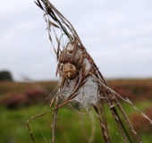 Schilfradspinne w. (Larinioides cornutus)-L. Klasing