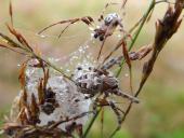 Vor der Paarung: Schilfradspinne M. und W.  (Larinioides cornutus) -L. Klasing