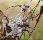 Vor der Paarung: Schilfradspinne M. und W.  (Larinioides cornutus) -L. Klasing