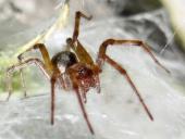 Spinne des Jahres 2011 Labyrintspinne (Agelena labyrinthica)-L. Klasing