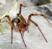 Spinne des Jahres 2011 Labyrintspinne (Agelena labyrinthica)-L. Klasing