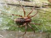 Spinne des Jahres 2011 Labyrintspinne (Agelena labyrinthica)-L. Klasing