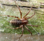 Spinne des Jahres 2011 Labyrintspinne (Agelena labyrinthica)-L. Klasing