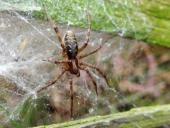 0Spinne des Jahres 2011 Labyrintspinne (Agelena labyrinthica)-L. Klasing