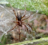 0Spinne des Jahres 2011 Labyrintspinne (Agelena labyrinthica)-L. Klasing