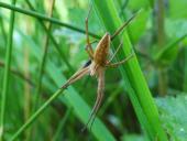 Spinne des Jahres 2002 Listspinne (Pisaura mirabilis)-L. Klasing