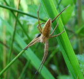 Spinne des Jahres 2002 Listspinne (Pisaura mirabilis)-L. Klasing