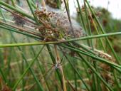 Brutpflege: Listspinne (Pisaura mirabilis)-L. Klasing