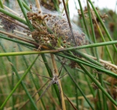 Brutpflege: Listspinne (Pisaura mirabilis)-L. Klasing