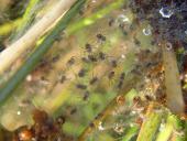 Spinne des Jahres 2002 Junge Listspinnen (Pisaura mirabilis)-L. Klasing